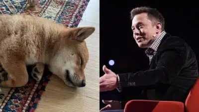 Elon Musk e FLOKI: Memecoin Dispara com Ajuda de Robô de Investimento Elon Musk e FLOKI: Memecoin Dispara com Ajuda de Robô de Investimento