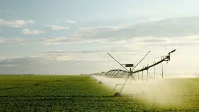 SLC Agrícola reporta lucro recorde com soja e milho em 2025, impulsionada por expansão e parcerias