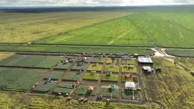 XP Investimentos Revela Análise Agronegócio: Resultados Mistas e Mudanças nos Alvos!