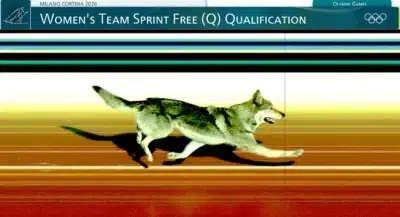 Brasil Surpreende no Esqui com Inusitado Intervenção de Cachorro em Milão-Cortina 2026